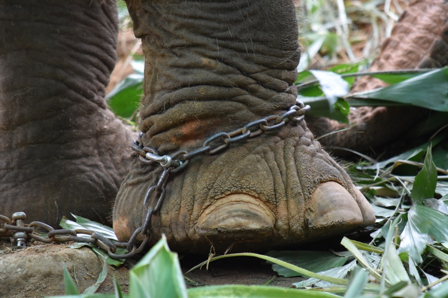 EL ELEFANTE ENCADENADO